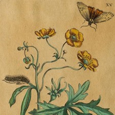 Maria Sibylla Merian nach Hahnenfuß Schmetterling Enzyklopädische Darstellung