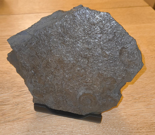 Ammoniten fossilien - ammoniten, –