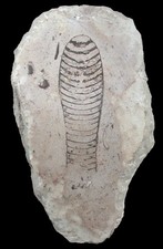 Silur Ascoceras sp.  Seltener