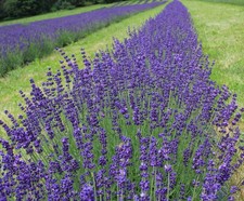 Samen vom schönen und