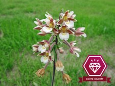 Sumpfwurz - Epipactis