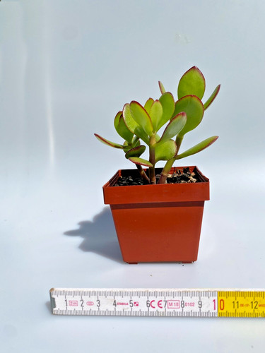 Geldbaum crassula ovata - ovata,