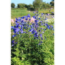 Delphinium belladonna - delphinium,