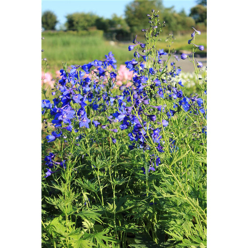 Delphinium belladonna - delphinium, x