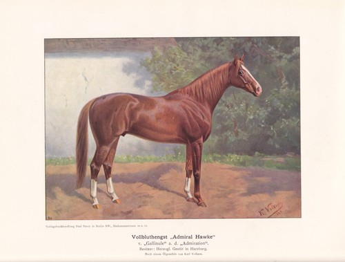 Zuchtpferd trakehner - zuchtpferd,
