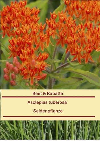 Asclepias tuberosa knollige - asclepias, tuberosa,