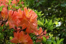 Rhododendron Stecklinge lachsfarben winterharte Pflanzen Blumen für den Garten