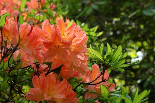 Rhododendron stecklinge - rhododendron,
