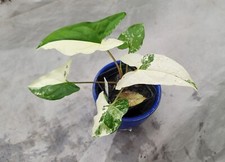 Syngonium Albo, Rare