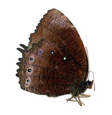LEPIDOPTERA, NYMPHALIDAE