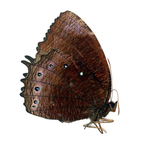 Lepidoptera nymphalidae - lepidoptera,,