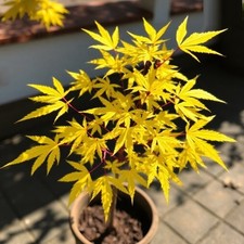 2 winterharter gelber Ahorn schnellwuechsig exotische Pflanzen im für den Garten