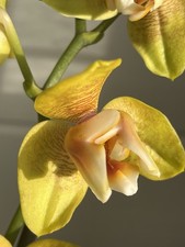 Wachsorchidee Phalaenopsis