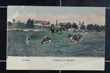 AK Chemnitz 1909 nach Bürgel gelaufen Landschaft bei Altendorf Bauernhof Kühe