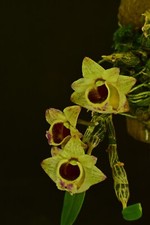 Dendrobium hekouense orchidee - dendrobium,
