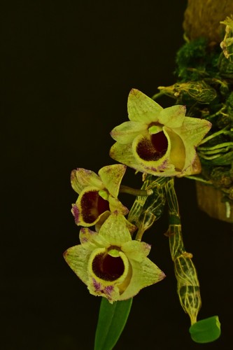 Dendrobium hekouense orchidee - hekouense,