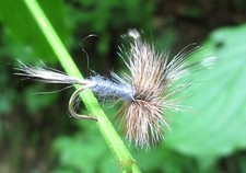 Gilchrist Fliegen. 3 x Trockenfliegen ADAM'S. Mit und Ohne Widerhaken. Forellen