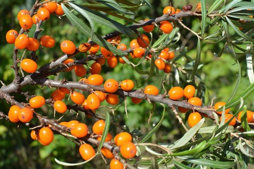 100 samen sanddorn hippophae - samen,