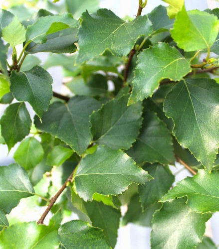 Kugelbirke betula pendula - kugelbirke,