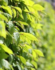 Carpinus betulus /