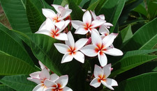 Sale1678 Frangipani Musk Duftblume White Plumeria 2 Samen