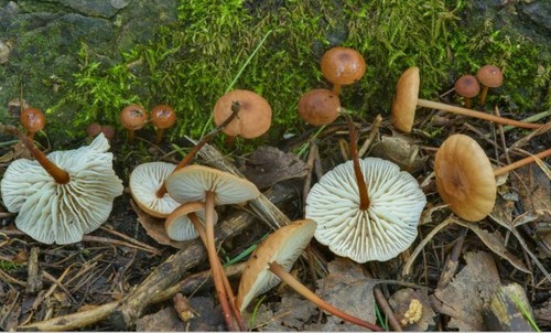 Mycetinis scorodonius
