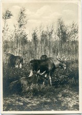 AK KURISCHE NEHRUNG Elche /Gräfe/Unzer KÖNIGSBERG /Ostpr. Stempel MOHRUNGEN 1939