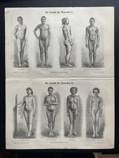 antike Grafik Medizin / Anatomie: Die Gestalt des Menschen um 1900 human shape