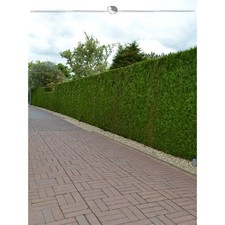 Lebensbaum Brabant 160-180 cm