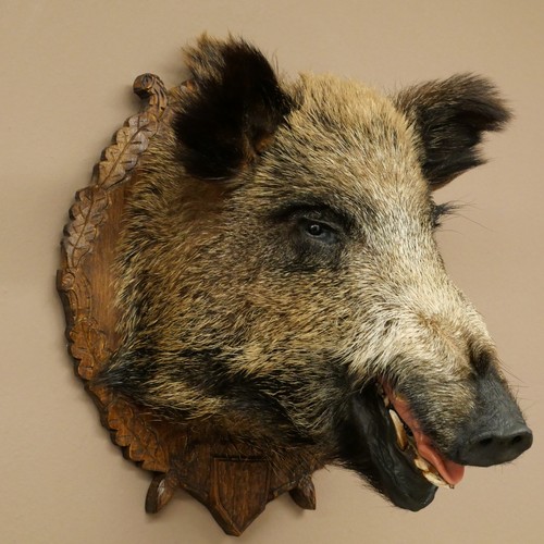 Wildschwein europäischer - wildschwein,