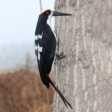 Simulation Specht Modell