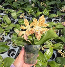 Taiwan Orchidee Phalaenopsis