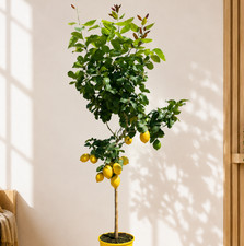 Zitronenbaum 140cm citrus - zitronenbaum, 🍋