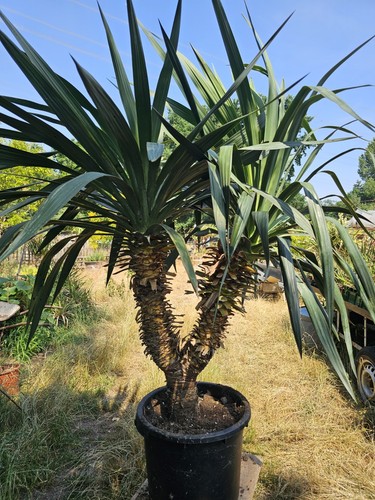 Yucca recurvifolia - 🌵🌴yucca,