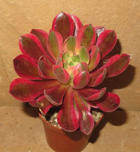 Aeonium rainbow swirl - aeonium,
