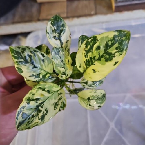 Anubias varking rarität - sp.,