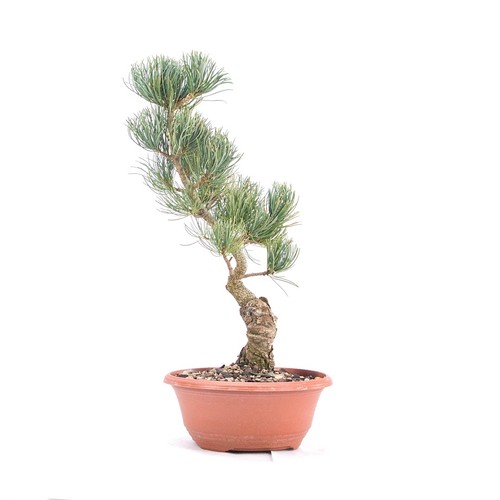 Pre bonsai mädchenkiefer - pre-bonsai,