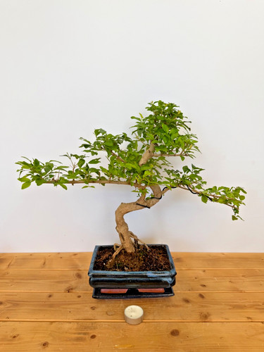 Bonsai zimmerbonsai - bonsai,