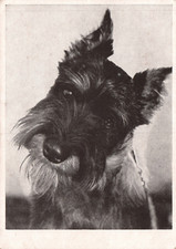 AK Scottish Terrier