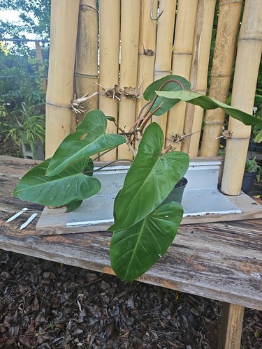 Large matured rooted top - rooted,