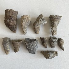 ?Cerathophyllum ceratites