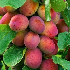 Pflaumenbaum Kalipso