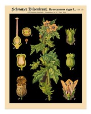 Vintage botanische wandkunst - vintage,