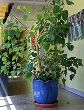 SAMEN Zimmerpflanzen INDISCHER PEPULBAUM Buddhas Ficus Frühling Balkon Saatgut