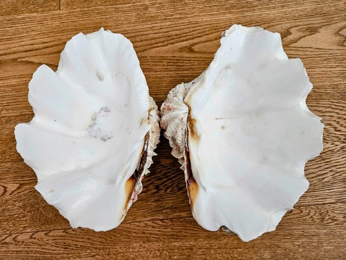 Prachtvolle riesenmuschel - prachtvolle,