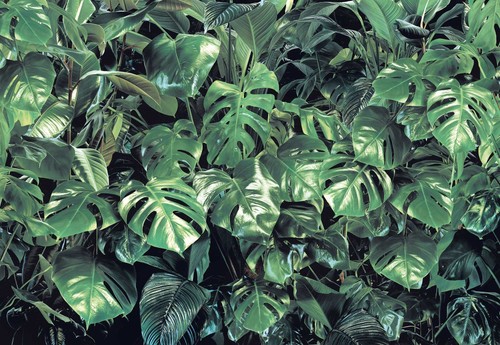 Fototapete komar verdure - komar, 8