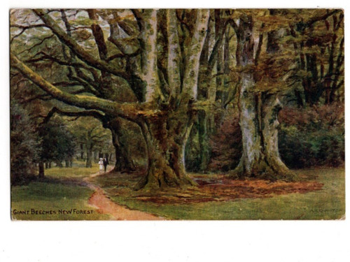 Quinton new forest - ar,