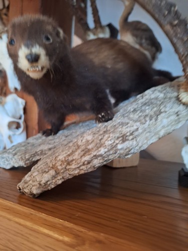 Tierpräparat iltis - ,
