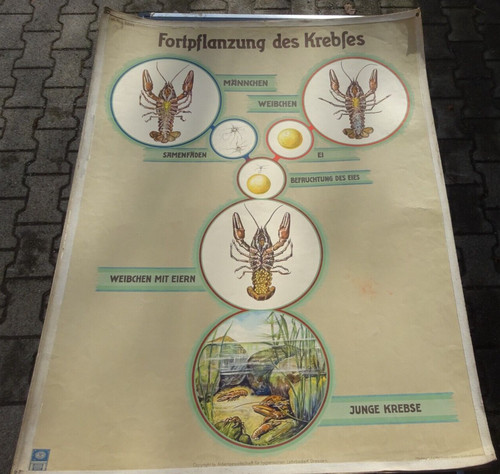 Alte lehrtafel fortpflanzung - alte,