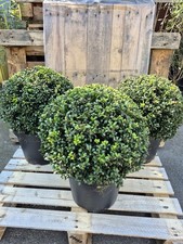 Japanische Stechpalme Ilex